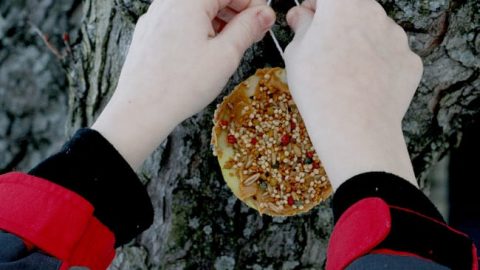 Homemade Bird Feeders to Kids to Make