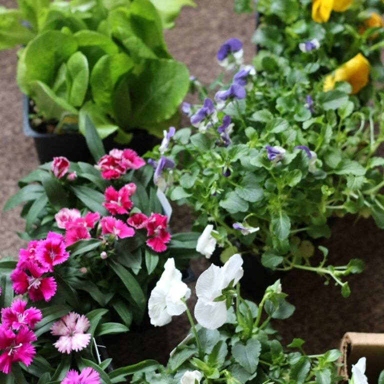 A vibrant selection of plants and flowers, which appear to be ready for gardening or planting. There are lush green lettuces, bright pink dianthus flowers, white and violet pansies, and trailing greenery that's perfect for adding life to any garden space. These could potentially be used in a hanging gutter planter, based on the file name, which is a creative way to display plants and maximize space in small garden areas. The colors and variety suggest that this is a well-thought-out collection aimed at creating a visually appealing display.