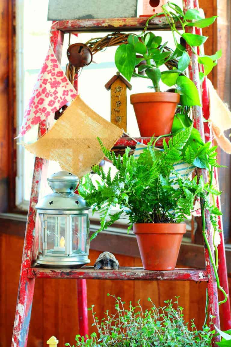 Decorating with a vintage wooden ladder - houseplant display. Find out more at cupcakesandcrinoline.com