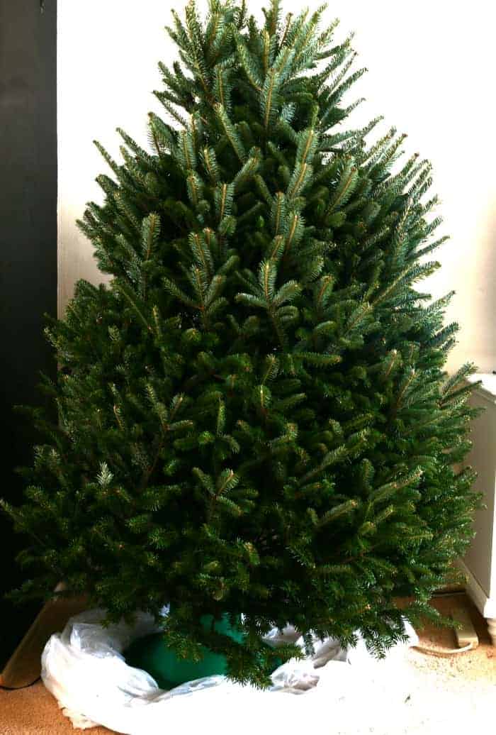 How To Care for a Fresh Christmas Tree - The How-To Home