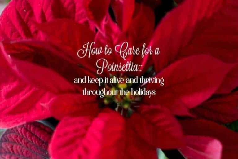 How to Care for a Christmas Poinsettia - tips for keeping your poinsettia alive and thriving throughout the holidays