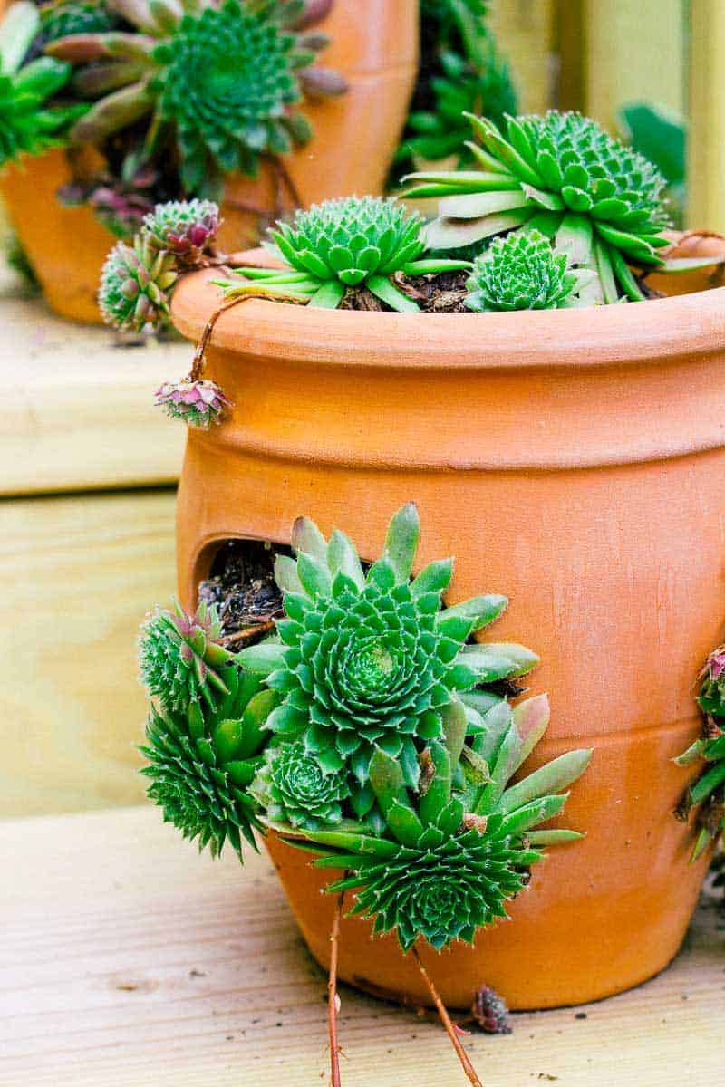 https://thehowtohome.com/wp-content/uploads/2018/07/How-to-Grown-Hens-and-Chicks-theyre-pretty-much-unkillable_-22.jpg