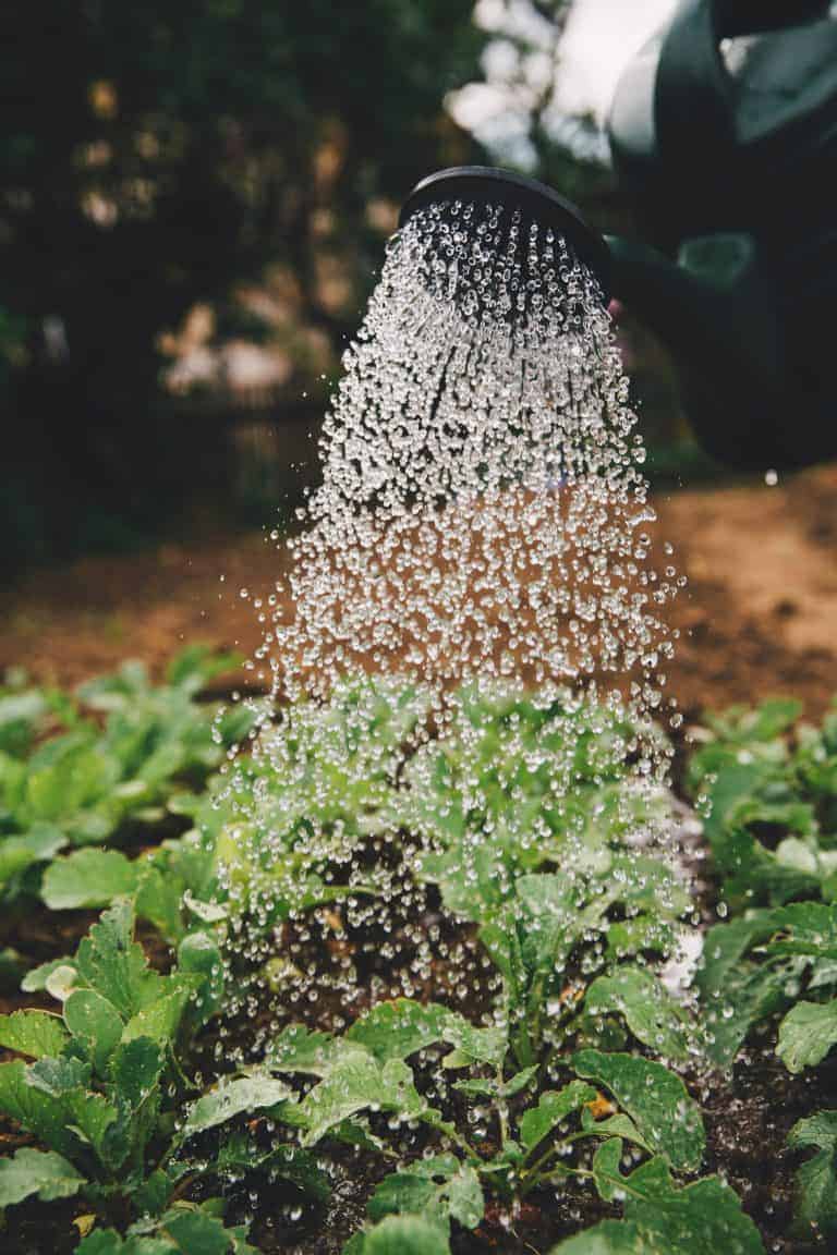 How to care for your garden in extreme heat - photos of a watering can gently watering fresh vegetable plants