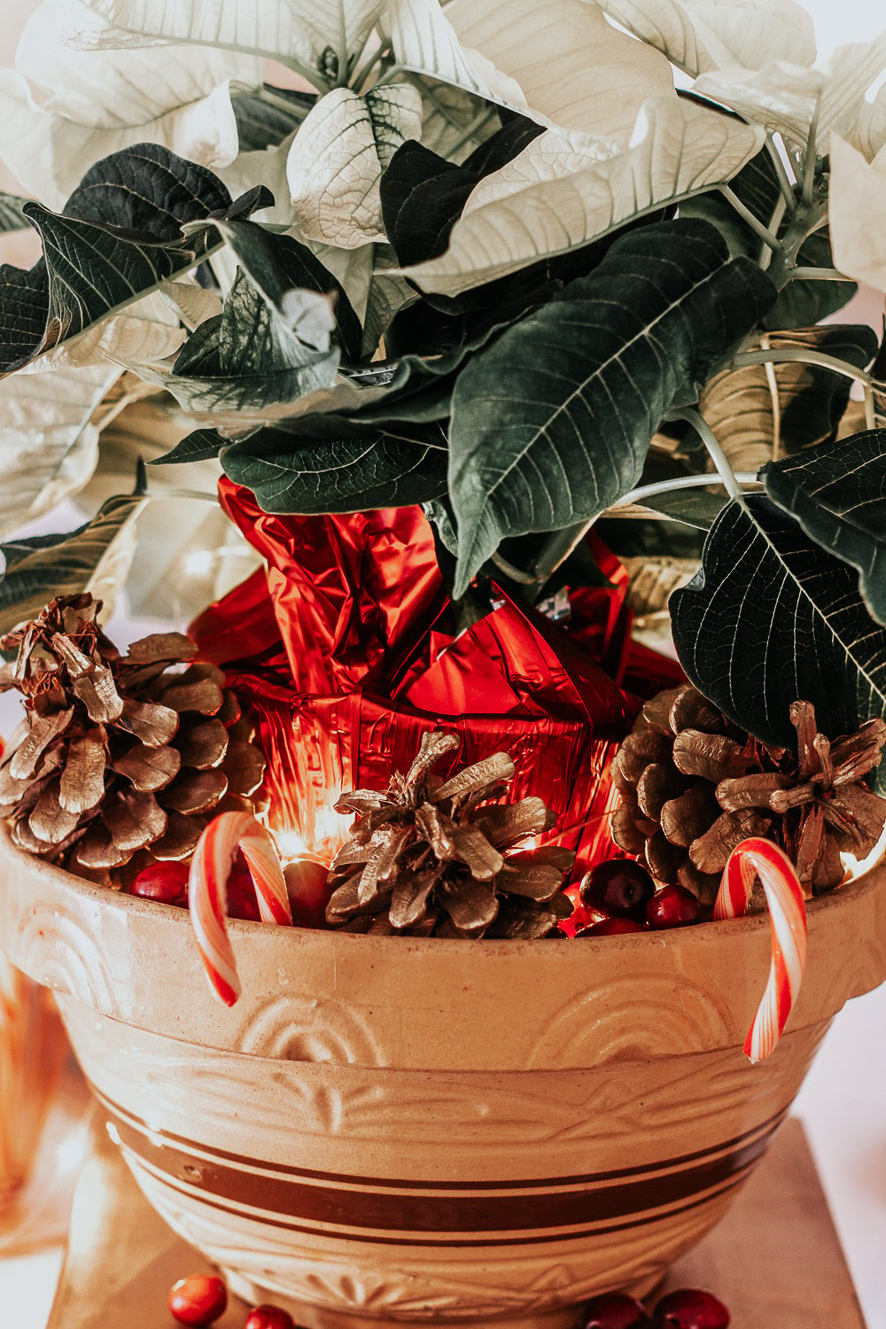 How to Dress Up a Cheap Poinsettia Plant so it Looks Expensive