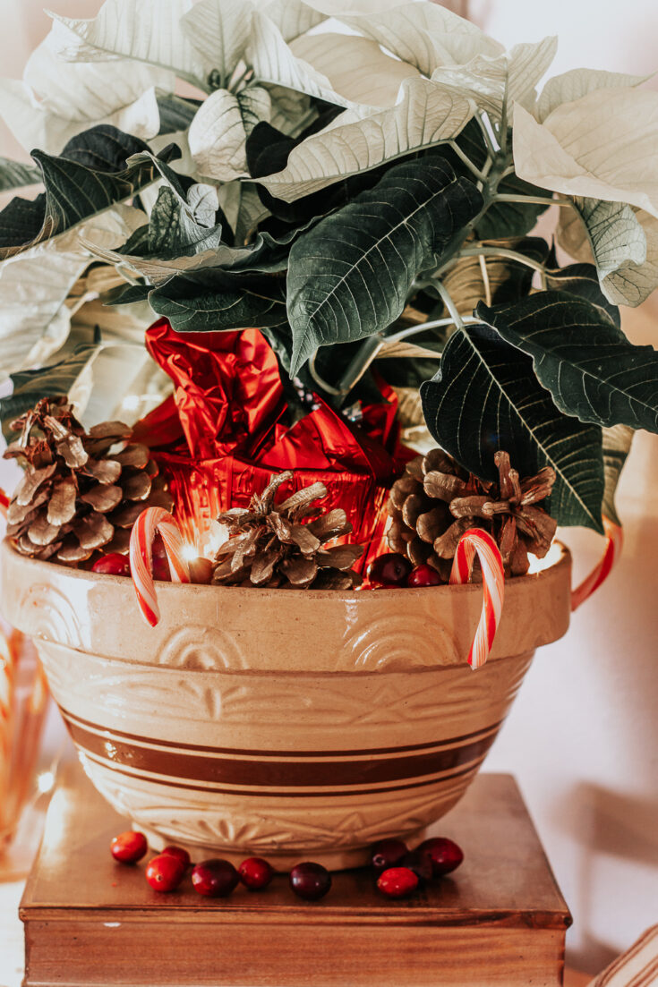 How to Dress Up a Cheap Poinsettia Plant so it Looks Expensive The HowTo Home