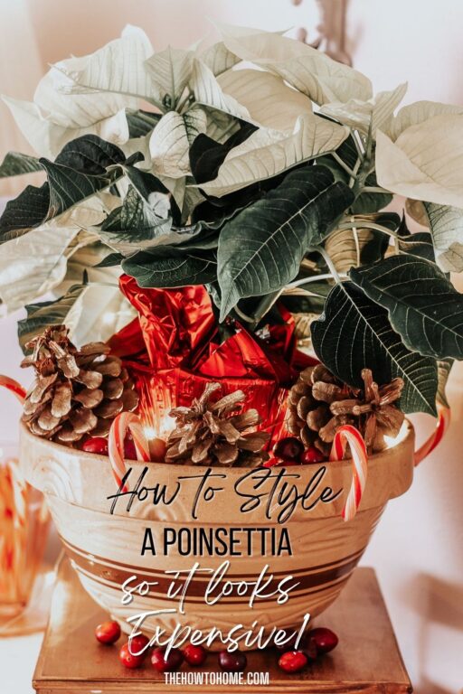 How to Dress Up a Cheap Poinsettia Plant so it Looks Expensive The HowTo Home