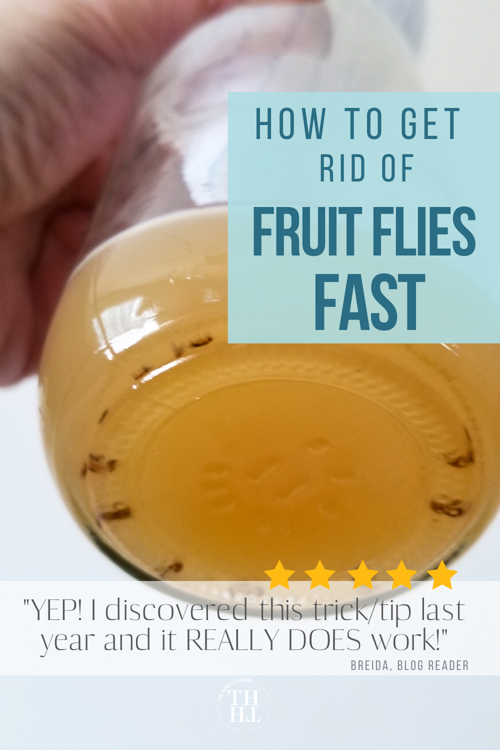 How to Get Rid of Fruit Flies