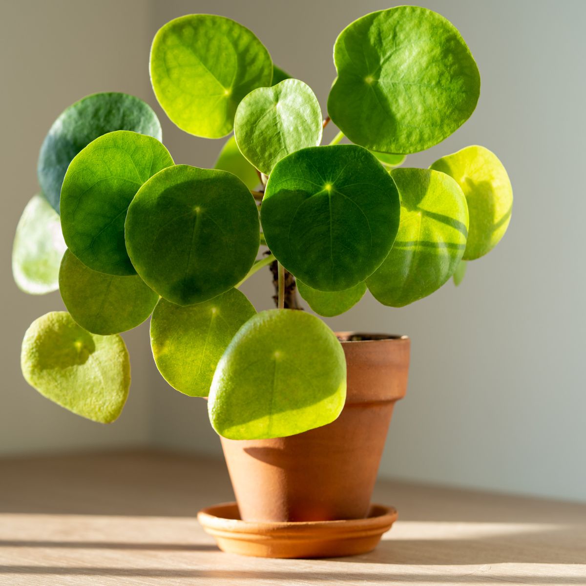 The Plant Farm - Miracle gro leaf shine Have indoor