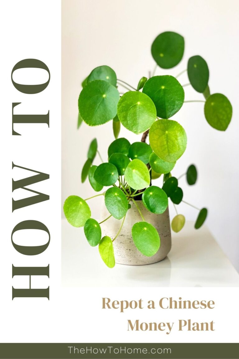 How to Repot a Chinese Money Plant The HowTo Home