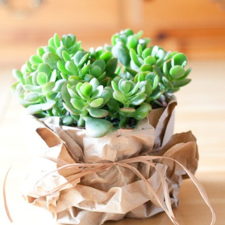 Beautiful succulent wrapped for gift giving in upcycled brown kraft paper and tied with a raffia bow