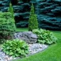 Backyard garden featuring a large decorative rock surrounded by lush green hostas, with neatly trimmed grass and a backdrop of evergreen trees.