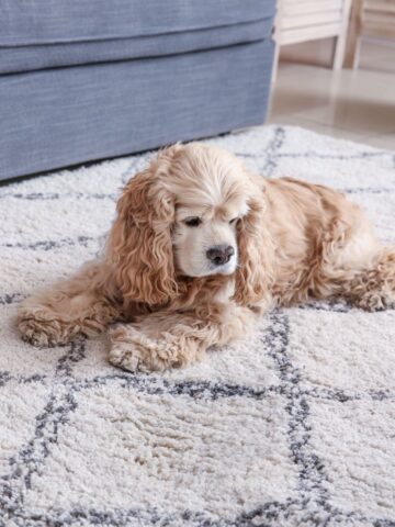A golden Cocker Spaniel lies comfortably on a plush, white and gray patterned rug in a cozy living room setting. A gray couch and light wooden furniture are visible in the background.