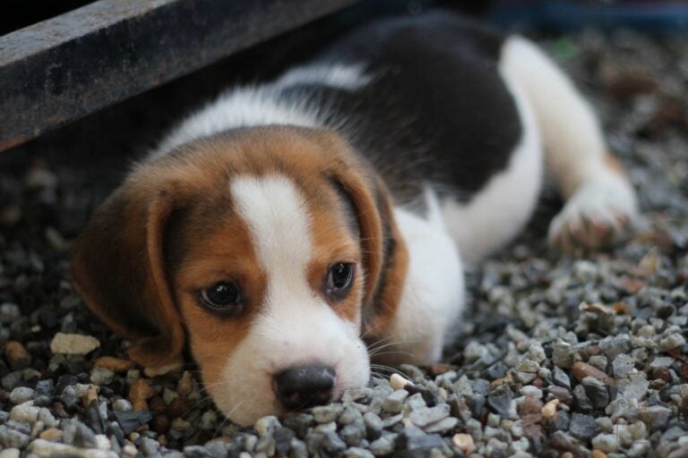 A sad-looking beagle puppy lying on gravel, gazing up with big, soulful eyes-perfectly capturing the longing look of a dog hoping for a tasty and healthy treat.