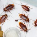 Several cockroaches inside a plastic container, with food nearby, highlighting the importance of professional pest control for these resilient insects.