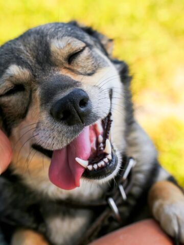 A joyful dog with eyes closed, tongue out, and a wide smile as a human hand pets its head—illustrating the happiness that a tasty, nutritious treat can bring to pets.