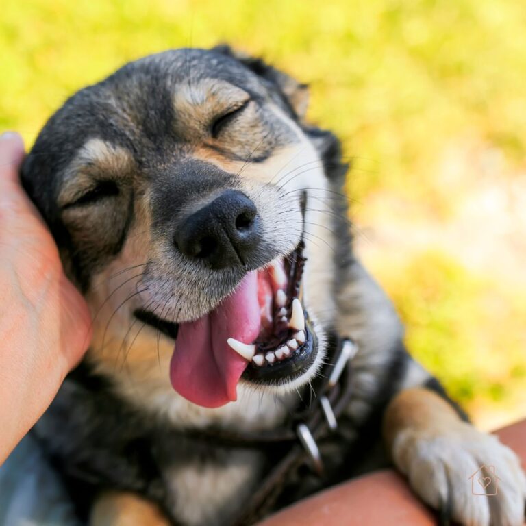 A joyful dog with eyes closed, tongue out, and a wide smile as a human hand pets its head—illustrating the happiness that a tasty, nutritious treat can bring to pets.