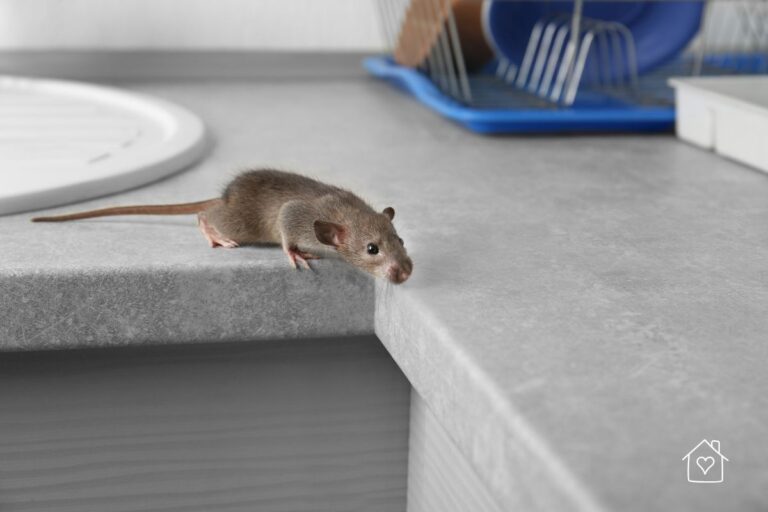 A small mouse walking along the edge of a kitchen counter, a common sign of a rodent infestation that requires immediate attention.