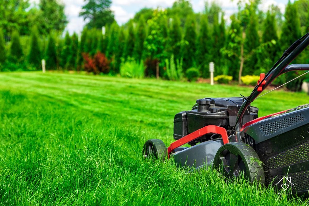 Close-up of a lawn mower cutting fresh green grass, preparing the area for new grass seed.