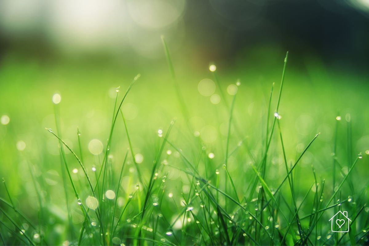 Close-up view of vibrant green grass with dewdrops glistening in the early morning light.