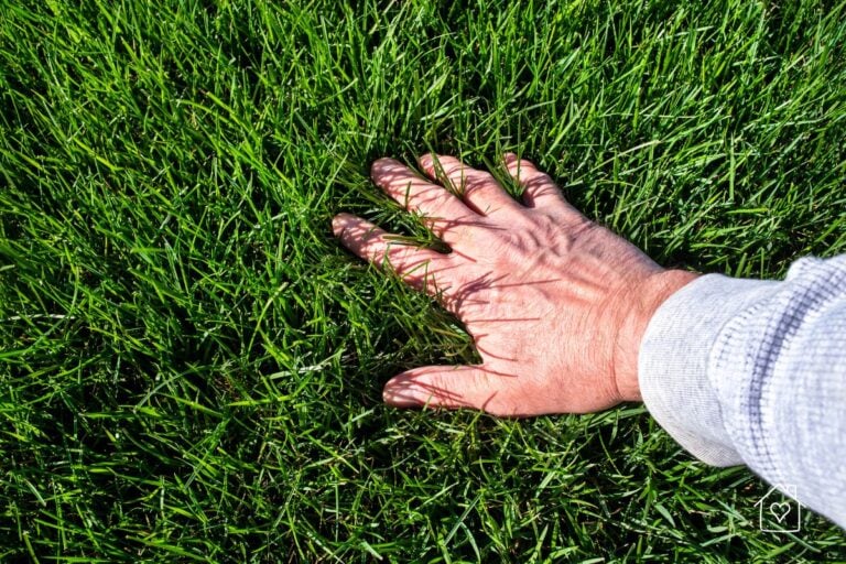A hand gently pressing down on thick, lush green grass, symbolizing a healthy newly seeded lawn.