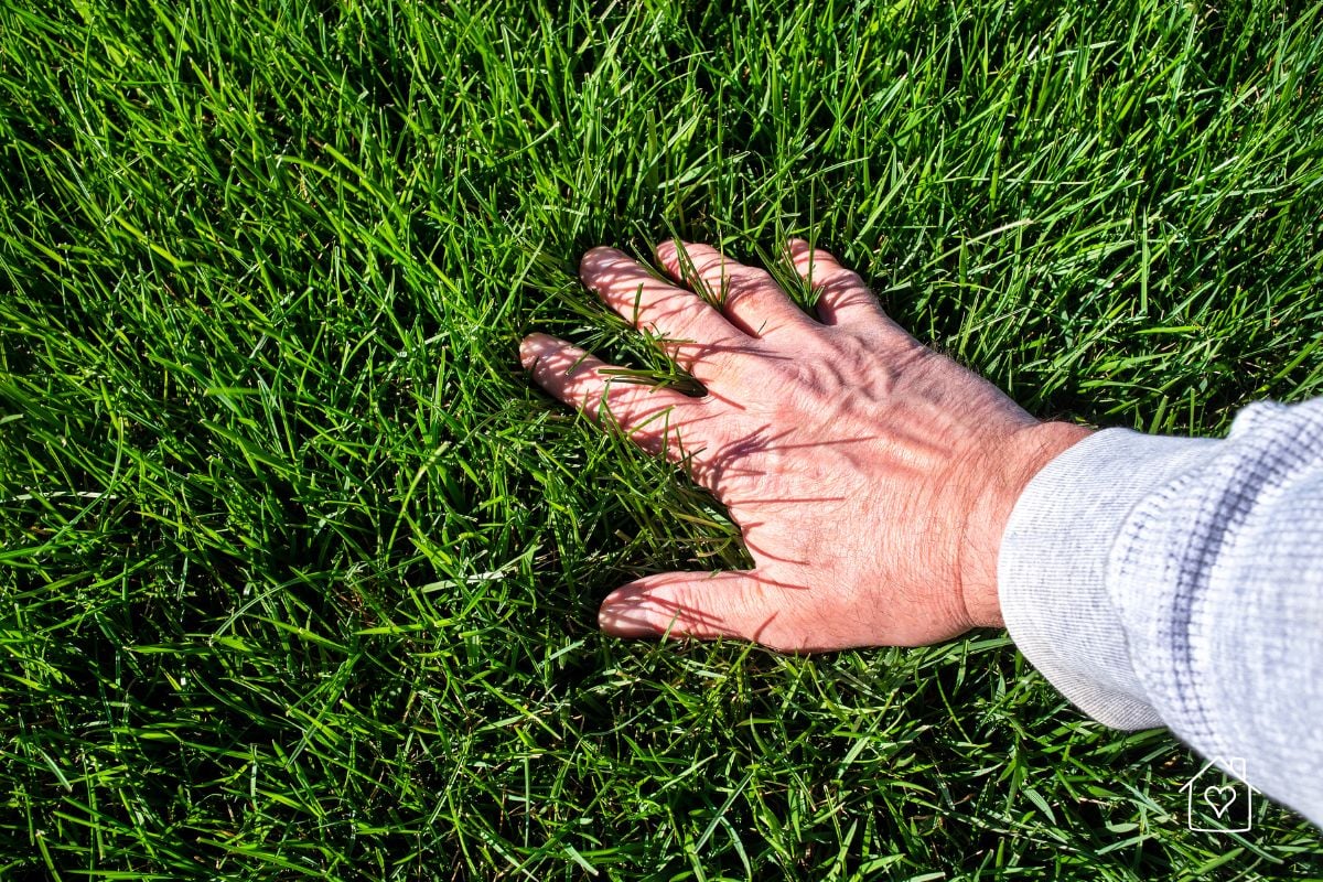 A hand gently pressing down on thick, lush green grass, symbolizing a healthy newly seeded lawn.