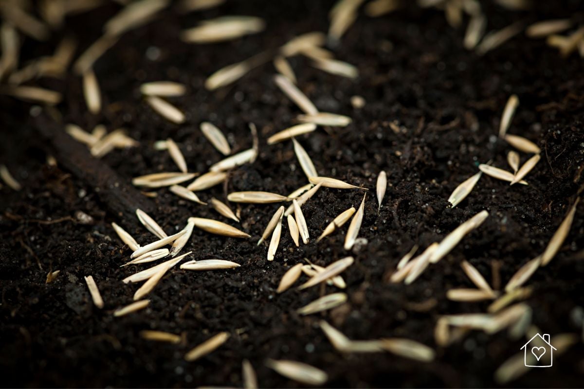 Macro view of grass seeds scattered across rich, dark soil, ready to take root.