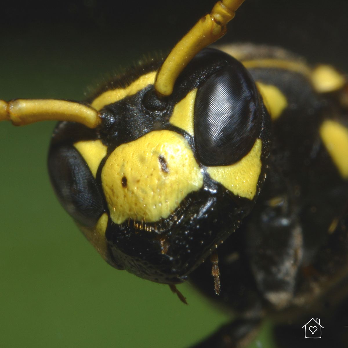 Extreme macro shot showing the face and antennae of a yellow jacket, highlighting its compound eyes and yellow-and-black markings.