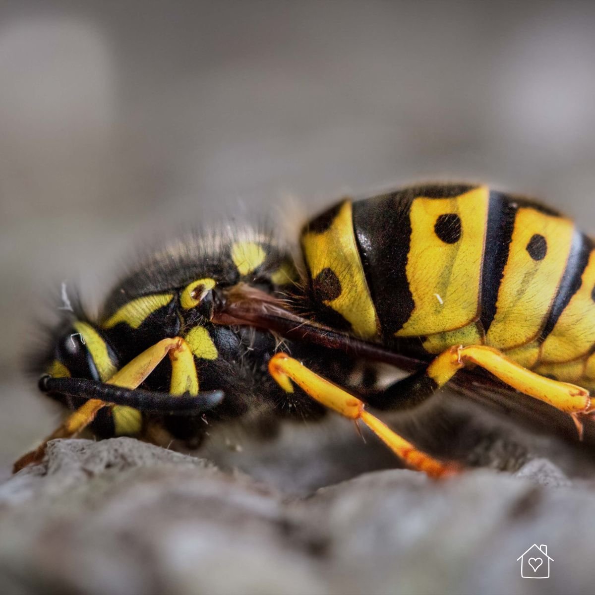 A yellow jacket wasp lying on a flat surface with vivid yellow legs, striped abdomen, and bristled body in sharp focus.