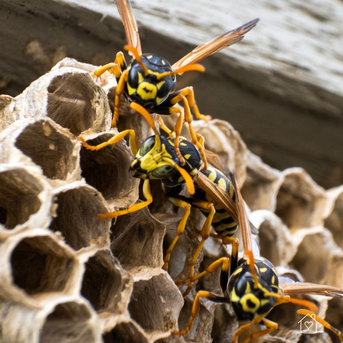 Several yellow jackets tending to a paper nest structure under an eave, emphasizing their territorial behavior and social organization.