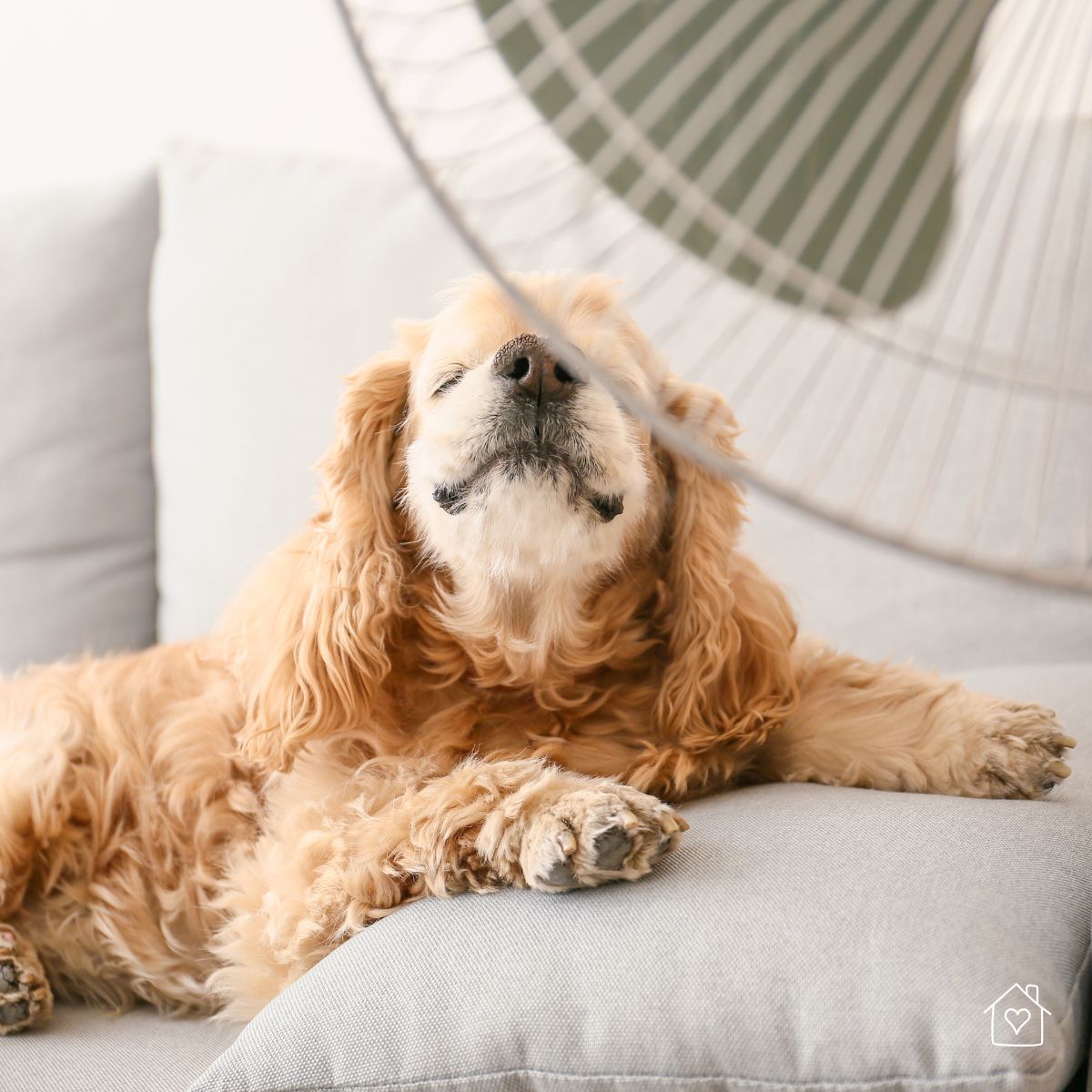 Cute dog enjoying the breeze from a fan while lying on a couch, a relatable way to stay cool when the AC isn’t working.
