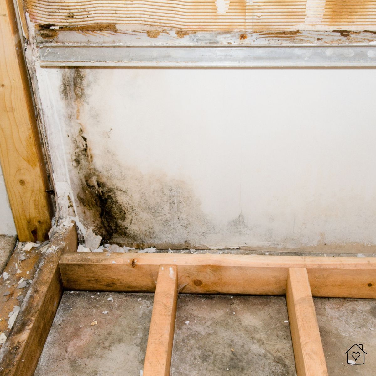 Black mold and water damage found behind removed drywall in a damp basement, highlighting the risks of poor insulation and moisture control