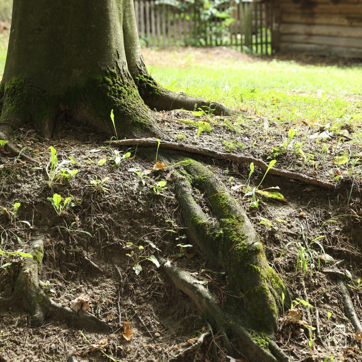 Exposed tree roots lifting soil, which can pose risks to underground pipes and patio surfaces.