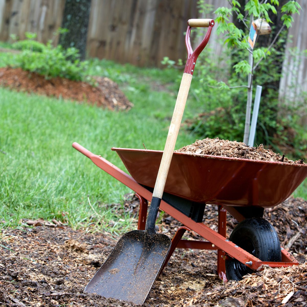 A wheelbarrow filled with mulch, suggesting the importance of correct mulch placement and depth in landscaping.