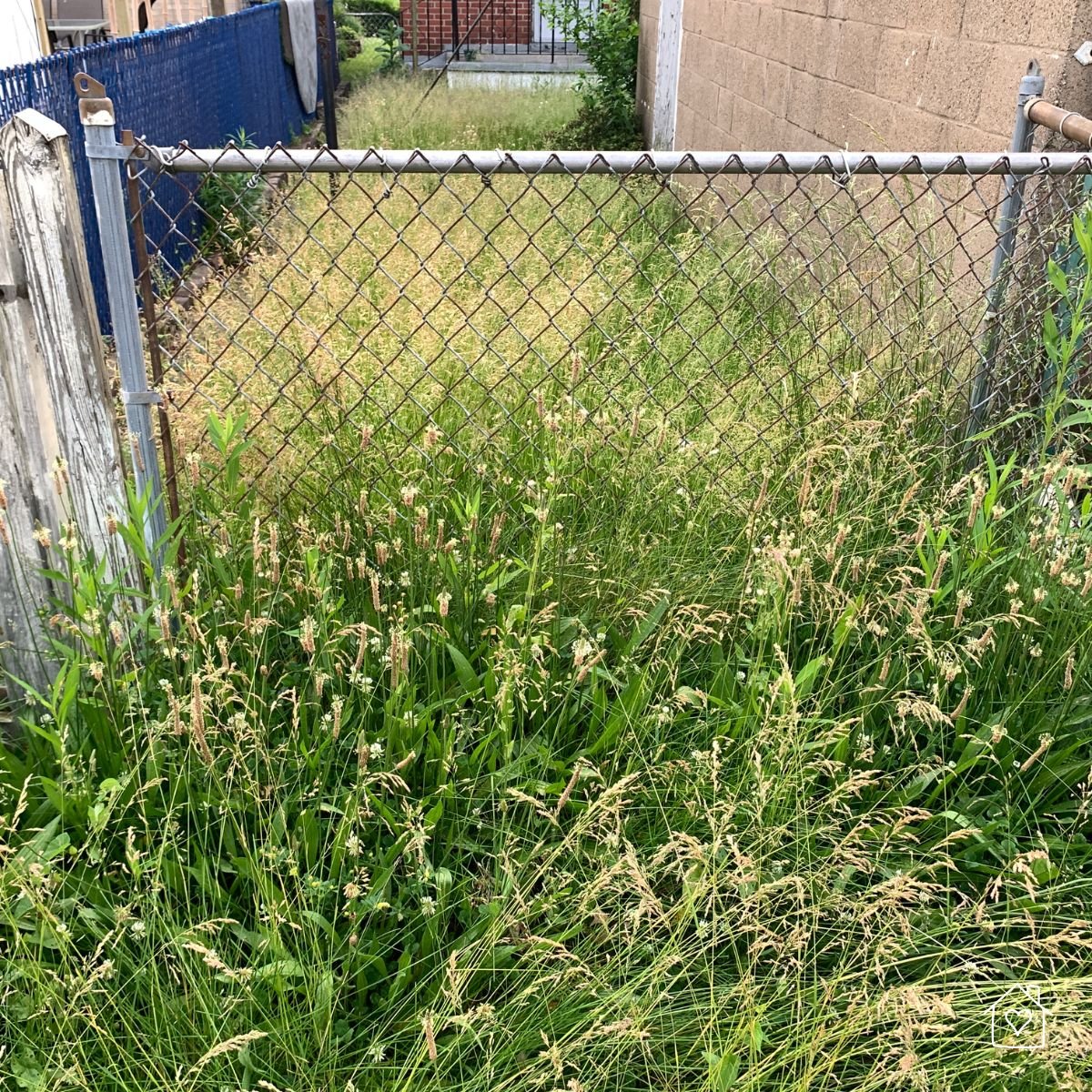 An overgrown side yard with tall grass and weeds, showing how hidden spaces can become pest havens.