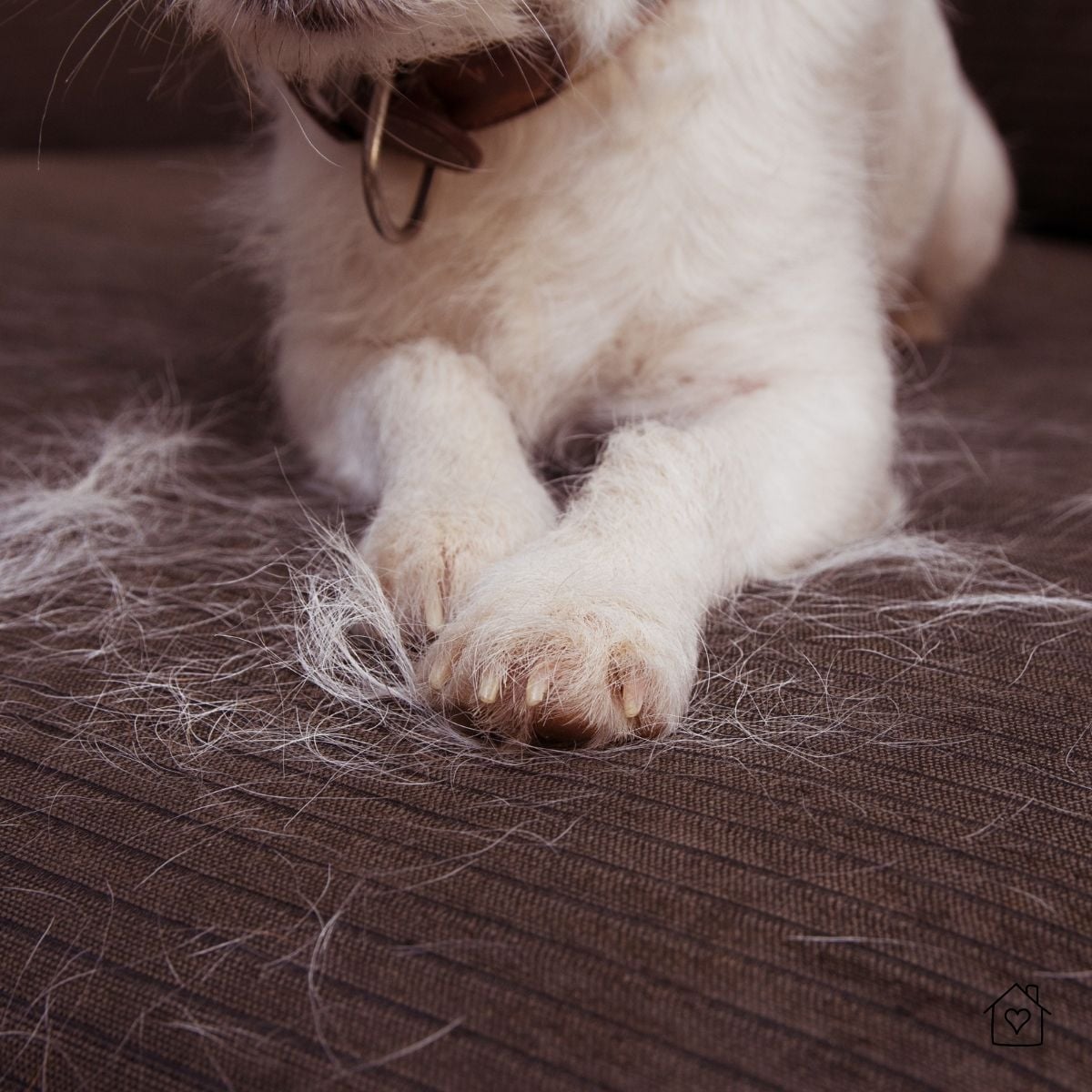 Dog paws resting on a couch covered with pet hair, a common indoor allergen.