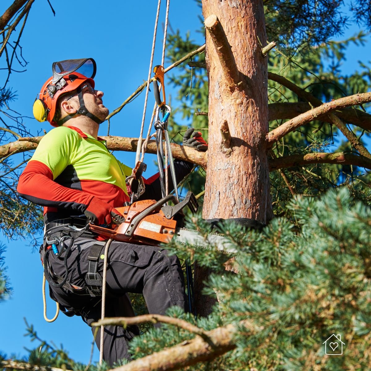 Arborist secured with ropes pruning a mature tree high in the canopy.