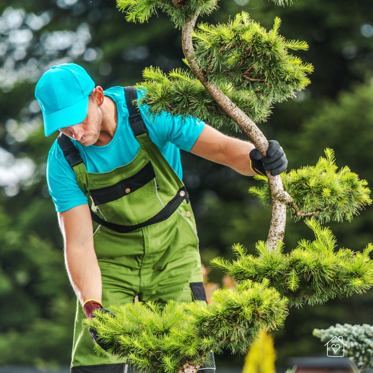 Professional shaping an ornamental pine to balance the canopy and remove weak limbs.