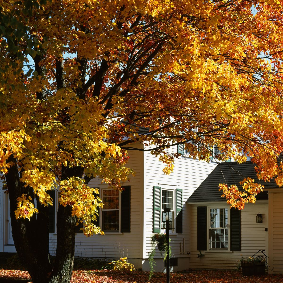 Large maple with bright yellow leaves near a white home; falling leaves signal yard and gutter cleanup for fall.
