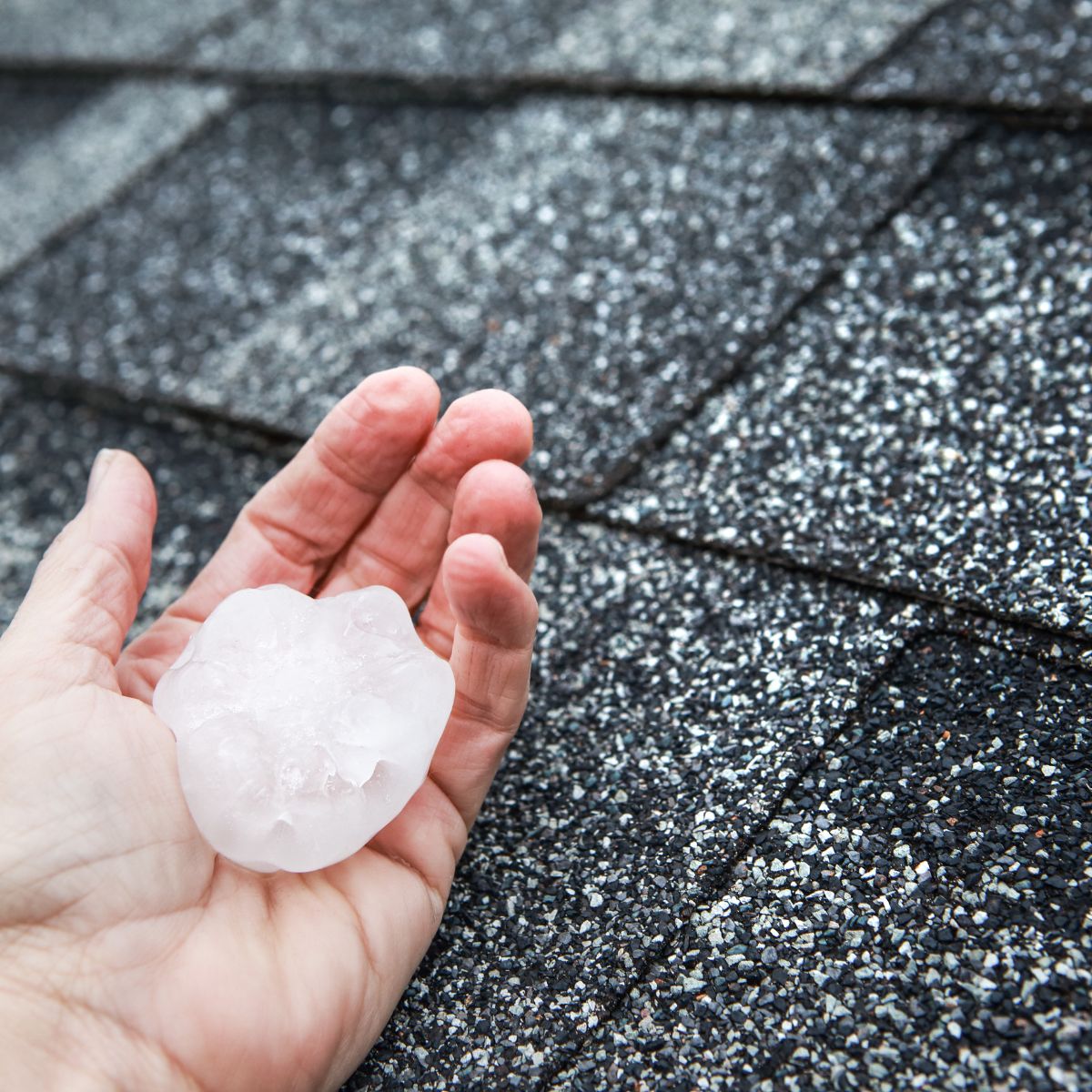 Person holding a large piece of hail over asphalt shingles, showing how hailstorms in Texas can damage roofing materials.
