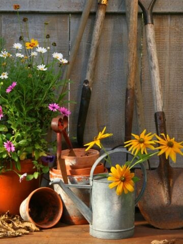 Collection of potted flowers, watering can, and garden shovels leaning against a wooden fence.
