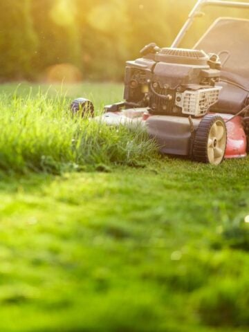 Walk-behind mower tackling taller grass in late-day light, a common use case for high-lift or sharp standard blades to lift and cleanly cut.
