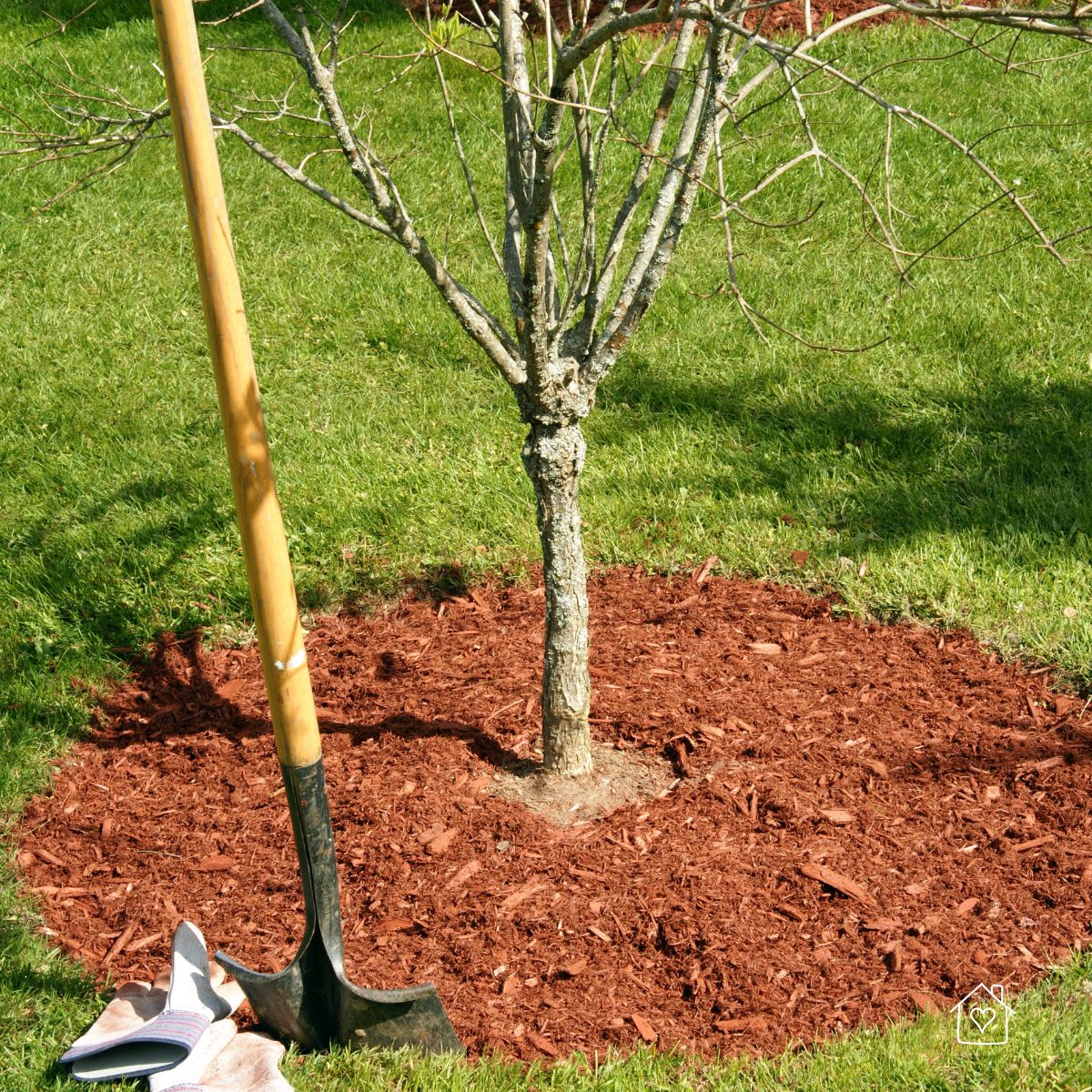 Tree with a clean mulch ring showing correct depth and space around the trunk.