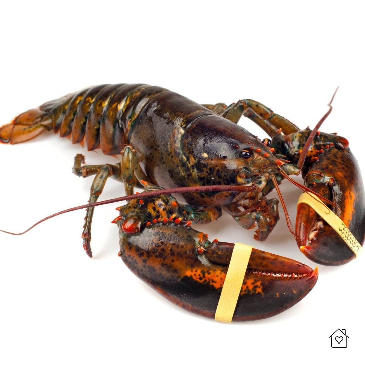 A live lobster with rubber bands on its claws sitting on a white background, showing its deep brown and orange shell.