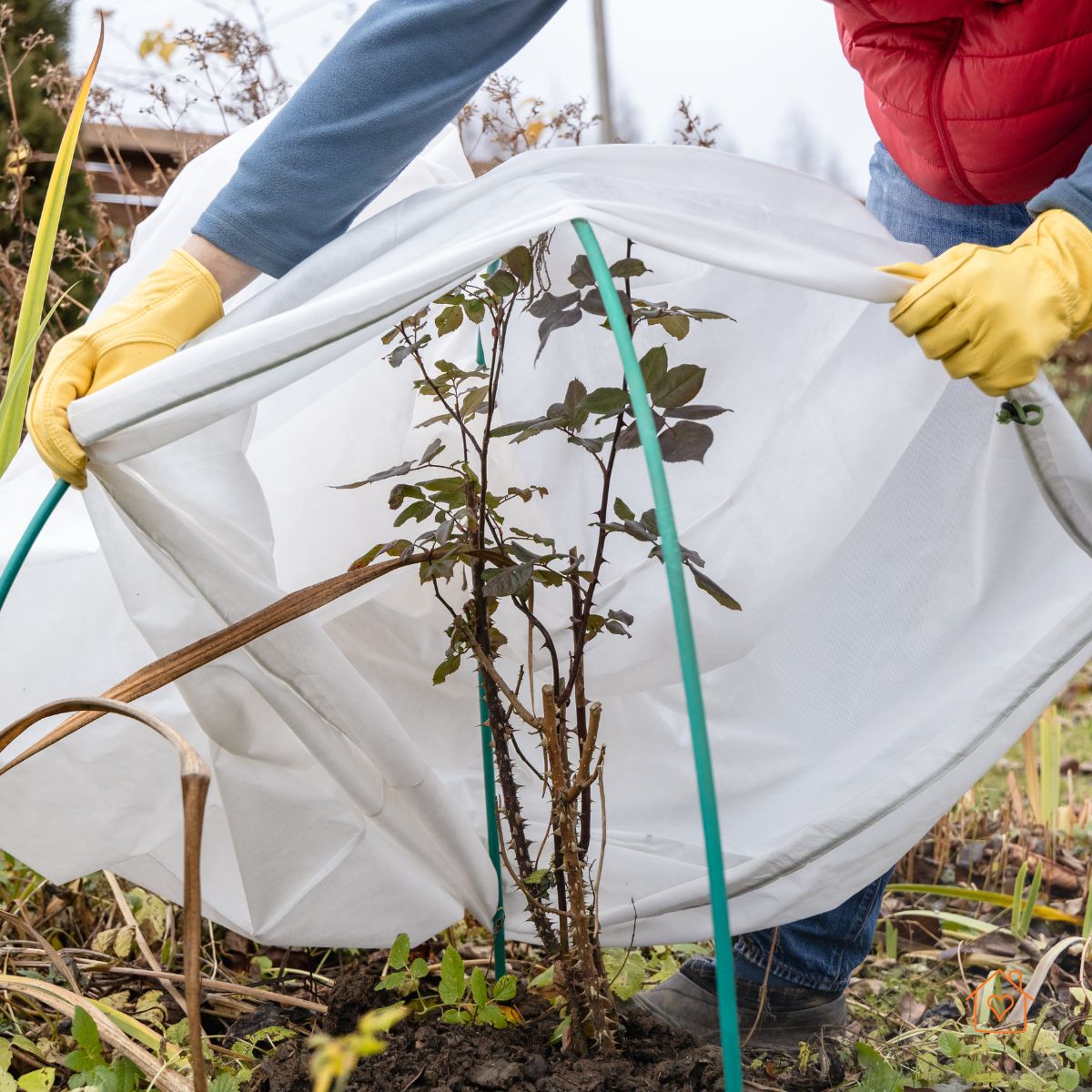 Gardener draping frost cloth over a shrub with hoop supports.