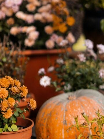 Potted fall mums beside a pumpkin on a patio.