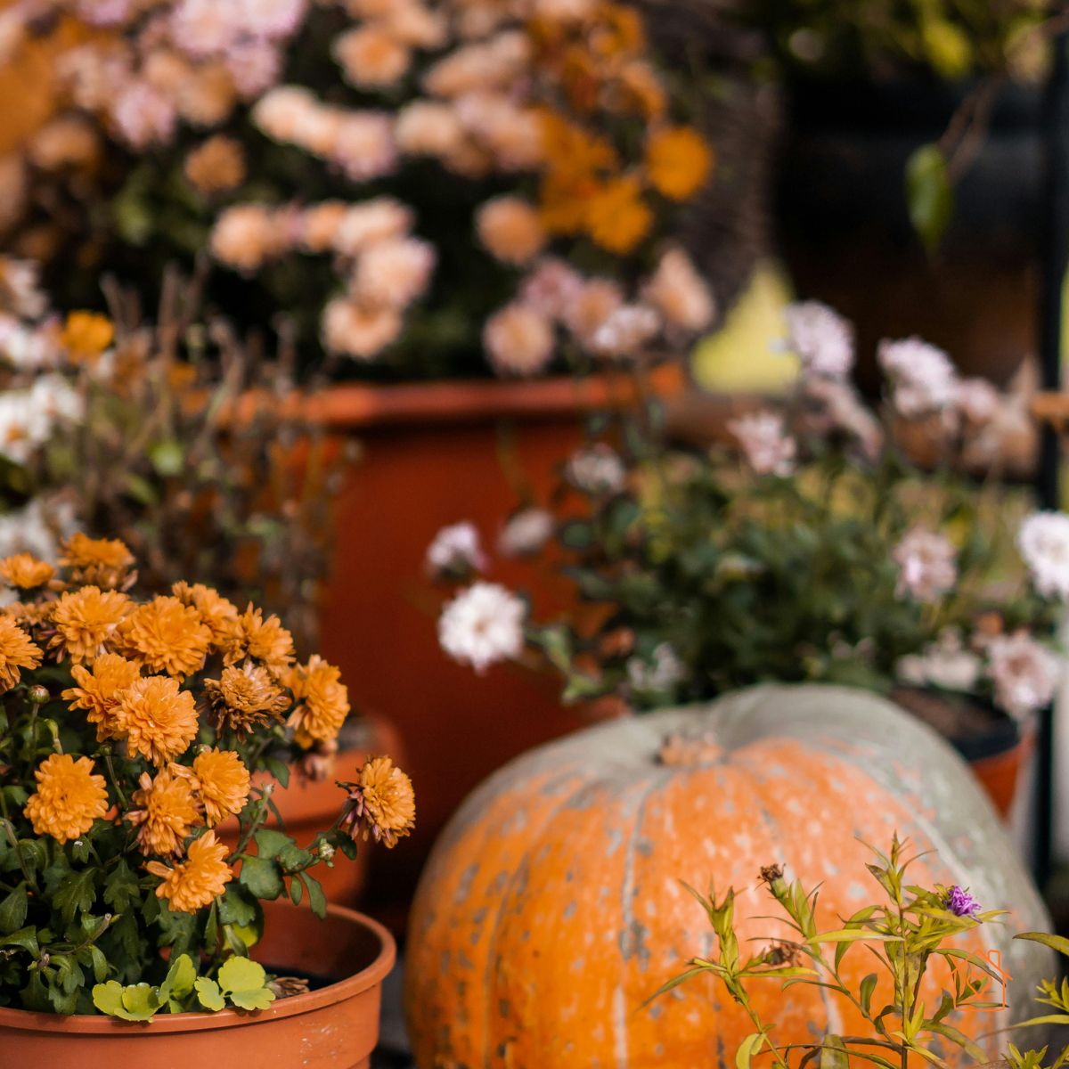 Potted fall mums beside a pumpkin on a patio.