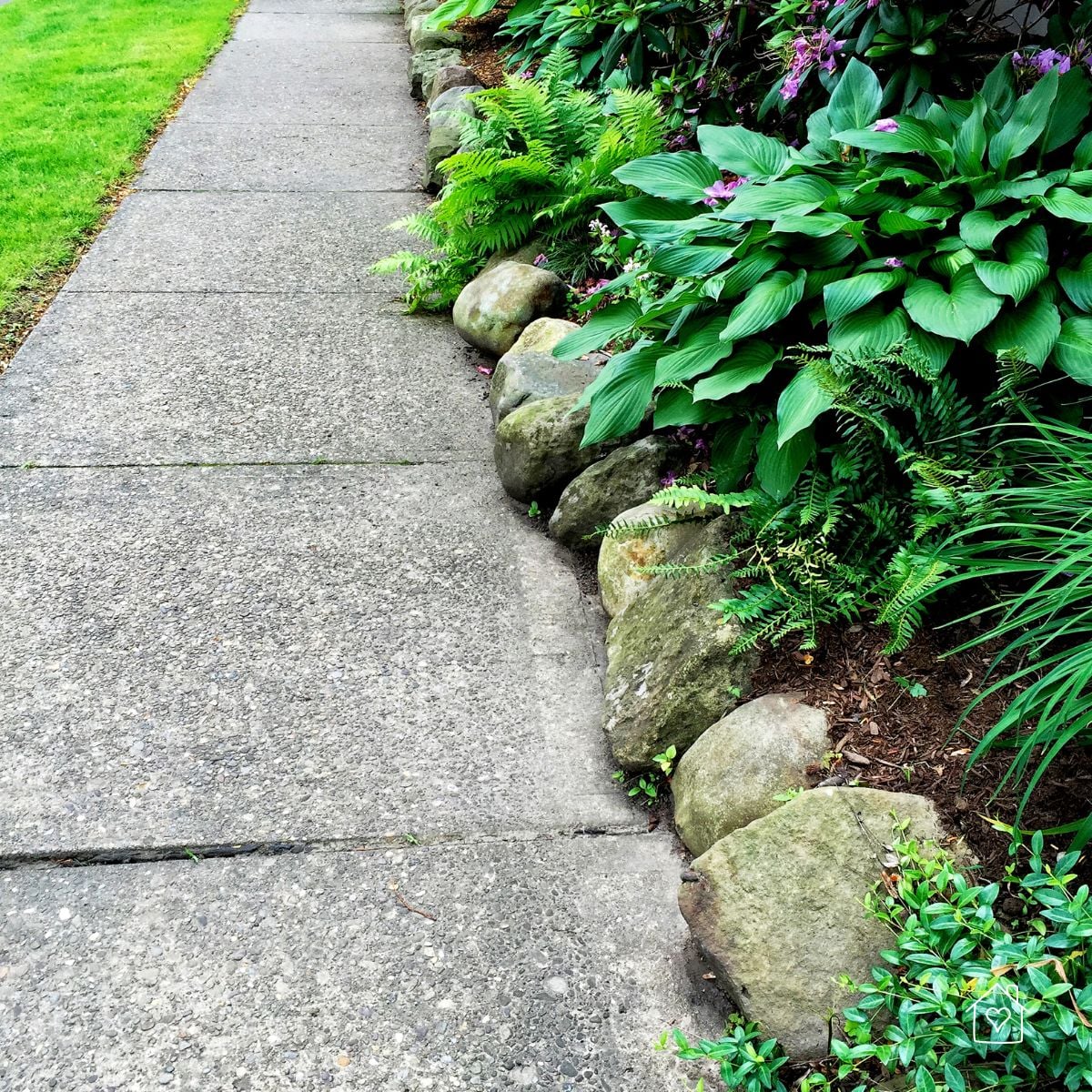 Concrete walkway bordered with rounded fieldstones and lush hostas and ferns along the garden bed.
