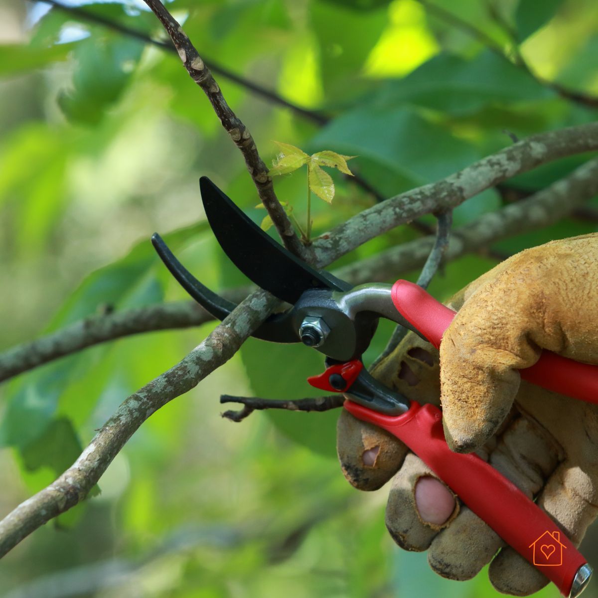 Gloved hand using bypass pruners to cut a small branch.