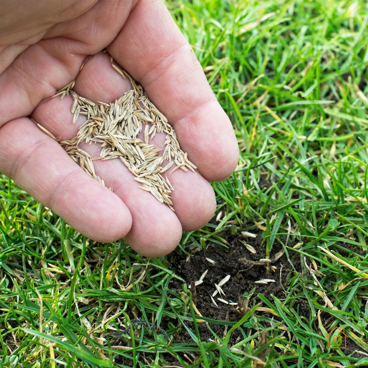 Hand scattering grass seed over a thin patch of lawn.