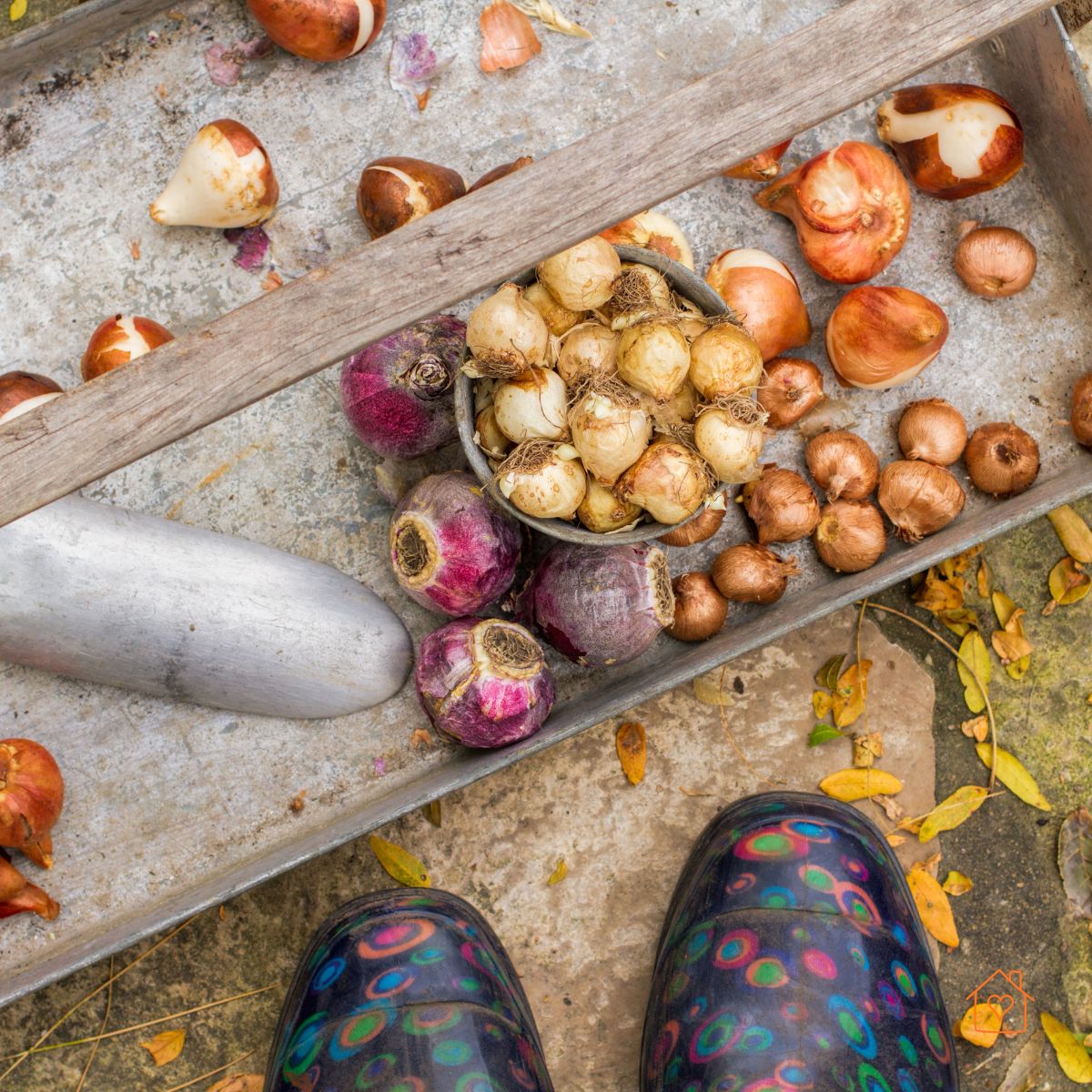 Tray of tulip and daffodil bulbs with trowel ready for planting.